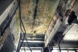 Best Basement Mold Removal  in Lapwai, ID